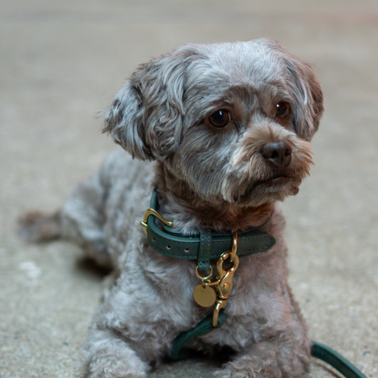 Hundehalsband Limonera Oliva