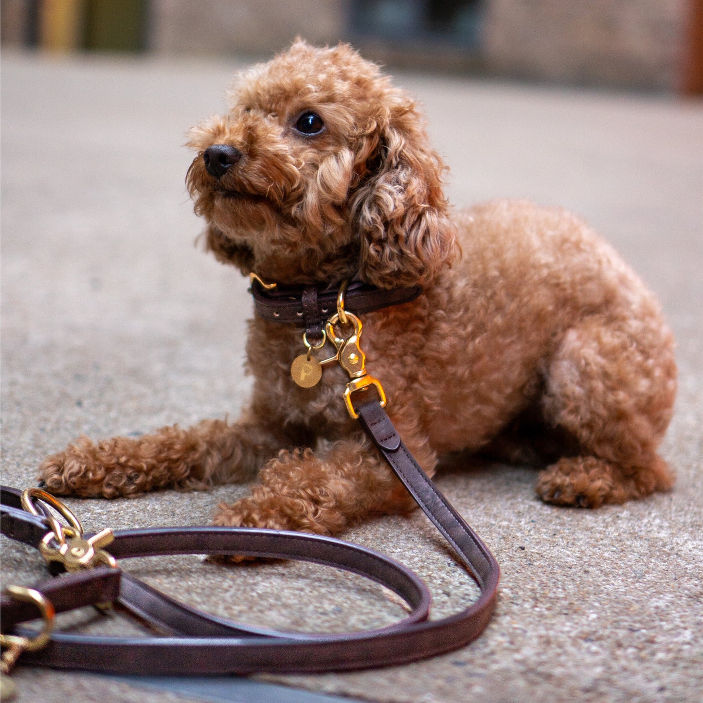 Hundeleine Limonera Mocca