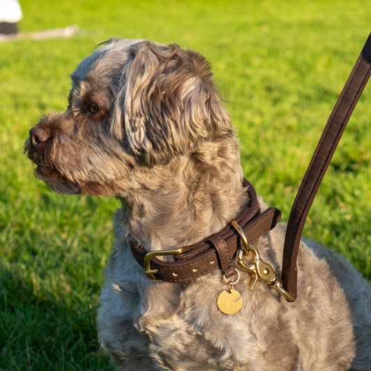 Hundehalsband Limonera Mocca