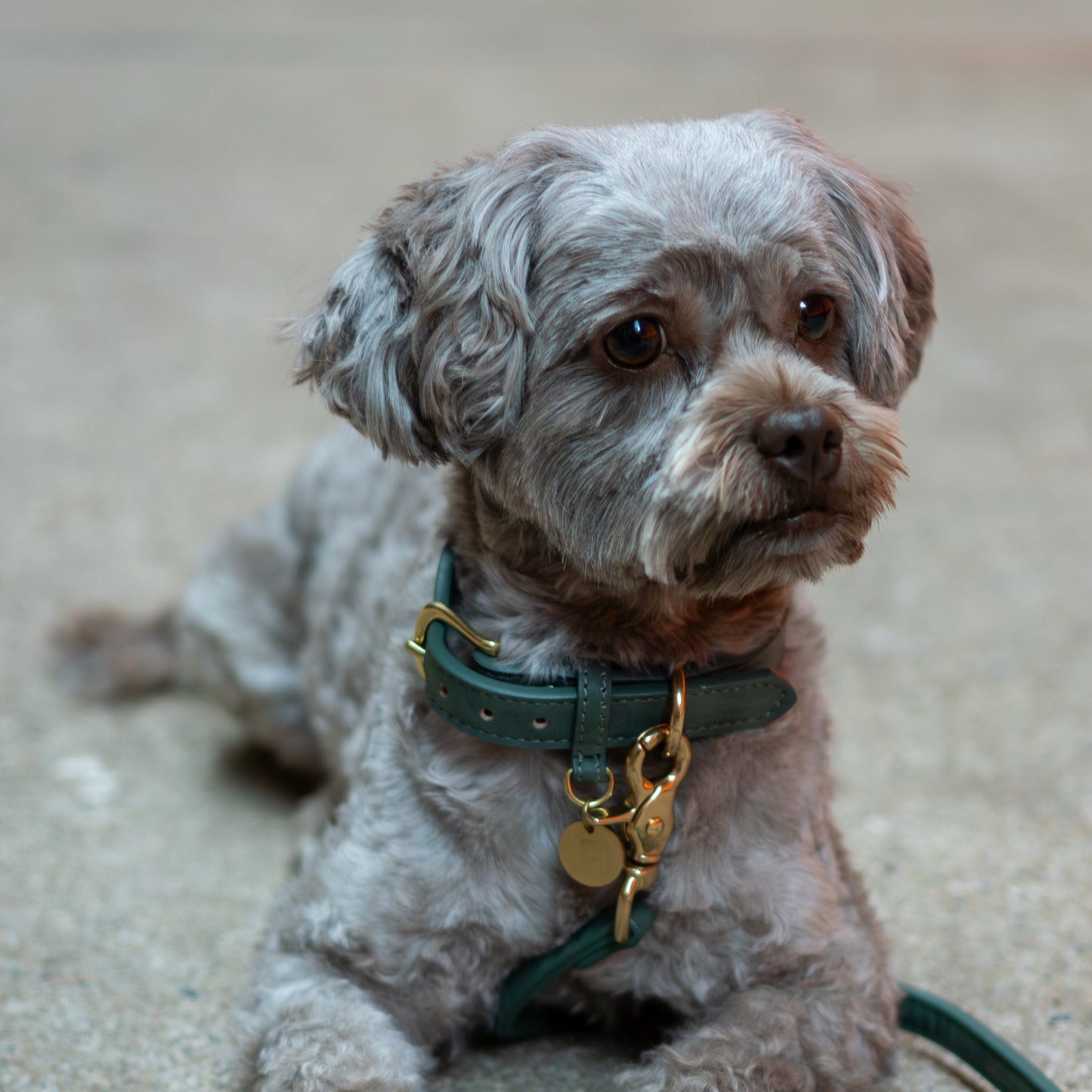 Hundehalsband Limonera Oliva