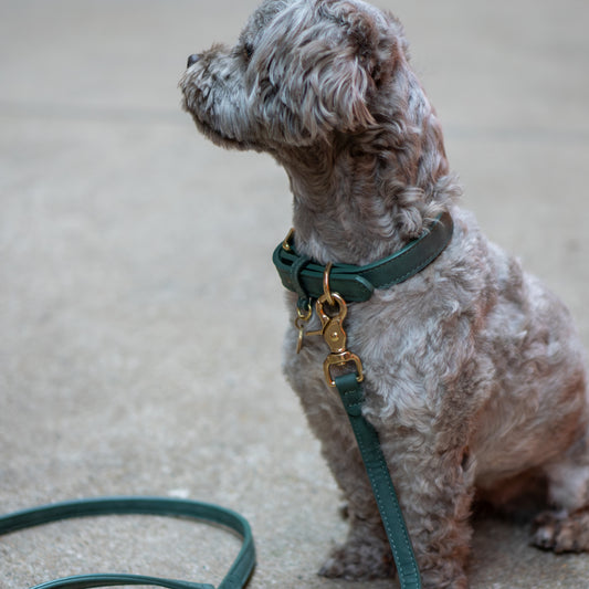 Hundeleine Limonera Oliva