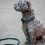 Hundeleine Limonera Oliva