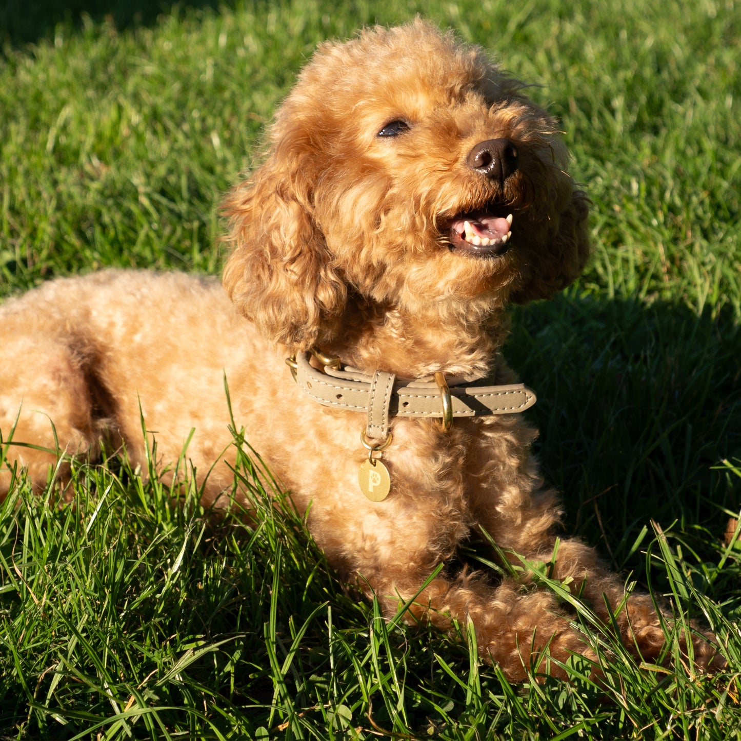 Hundehalsband Limonera Crema