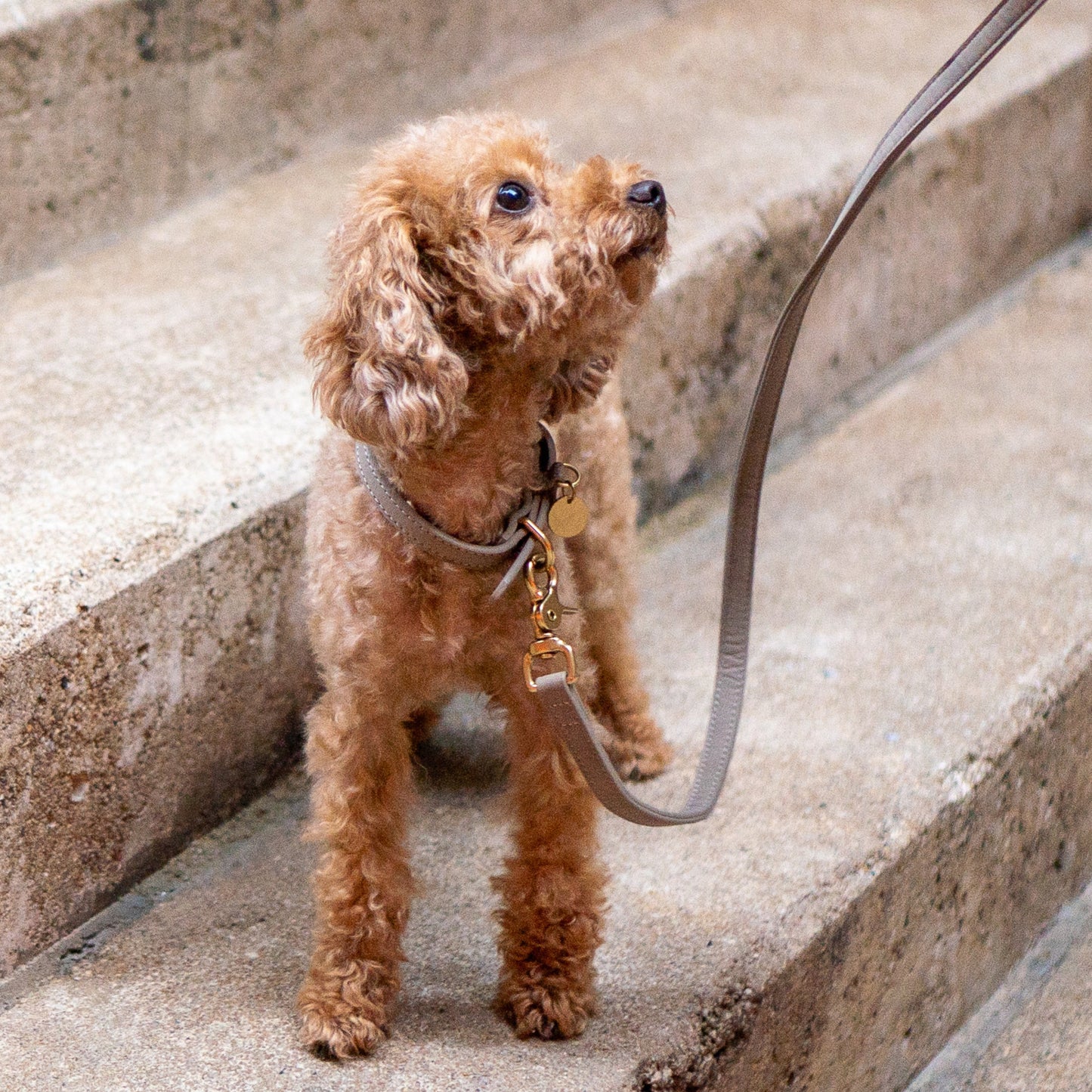 Hundeleine Limonera Crema