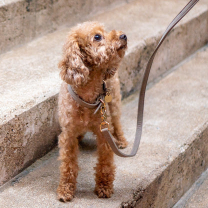 Hundeleine Limonera Crema